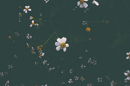 λευκό, πέταλο, λουλούδια, λουλούδι, Μαργαρίτα, σίγαση, ανάπτυξη