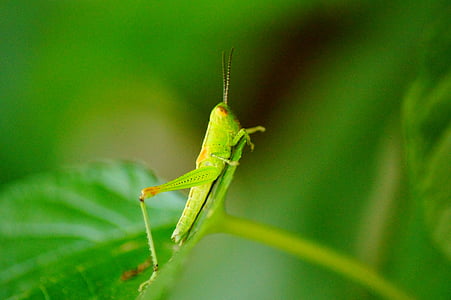 grasshopper, color, macro, dessert, insect, close-up, nature