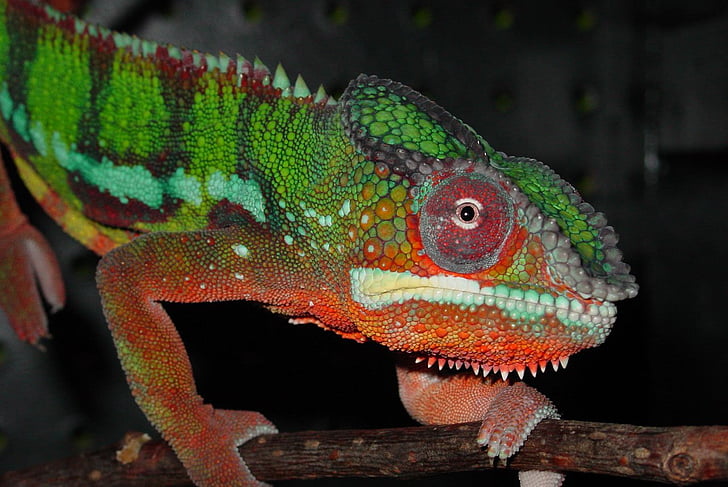 animal, green, lizard, reptile, male, panther, chameleon