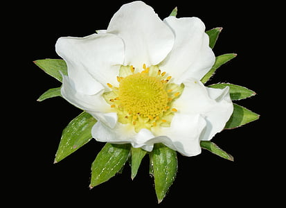 flor de maduixa, blanc, planta de maduixa, fons negre