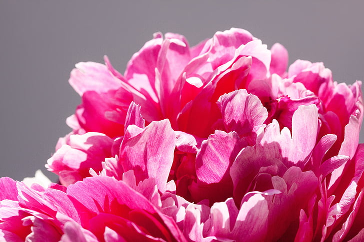 Pentecostés, ramo de la, peonía, flor, naturaleza, flora, primavera