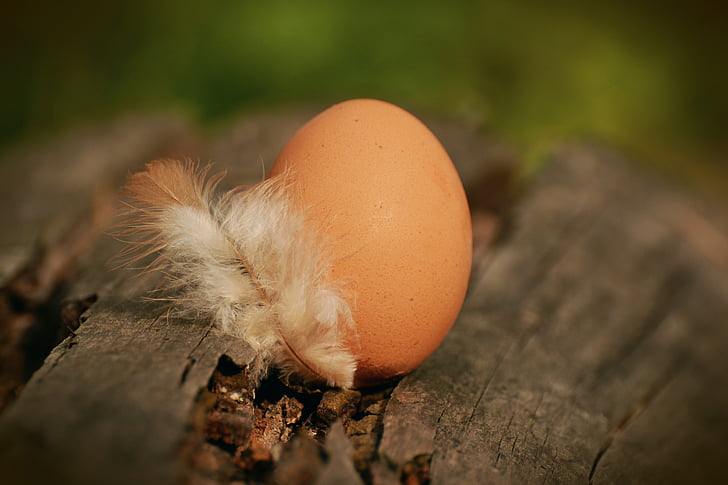 bird, blur, brown egg, close-up, egg, feather, focus