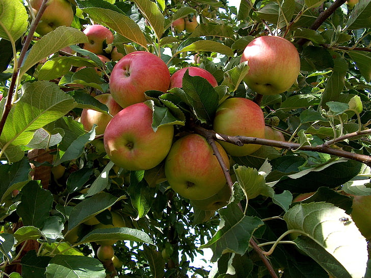 Природа, завод, фруктовое дерево, яблоко, красный, Здравоохранение, Сад