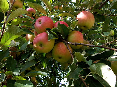 Природа, завод, плодове дерево, яблуко, червоний, здоров'я, сад
