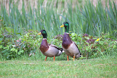 ducks, water bird, animal world