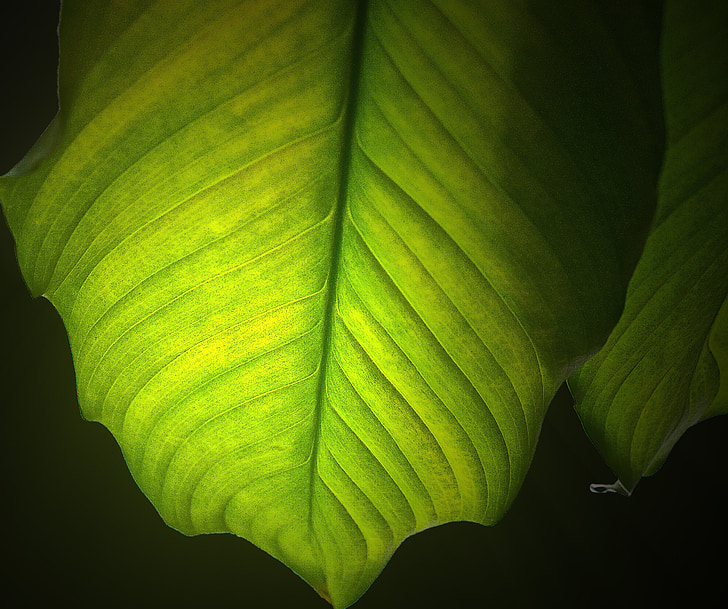 Leaf, tmavozelená, Príroda, rastlín, presnosť, Podrobnosti o, lístia textúr