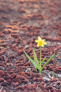 Daffodil, ensam, blomma, en, enda, våren, gul