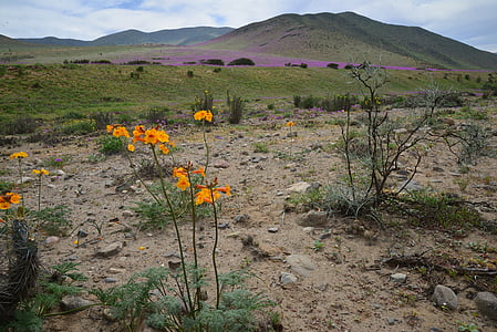 hills, flowering desert, flowers, purple, flower, desert, nature