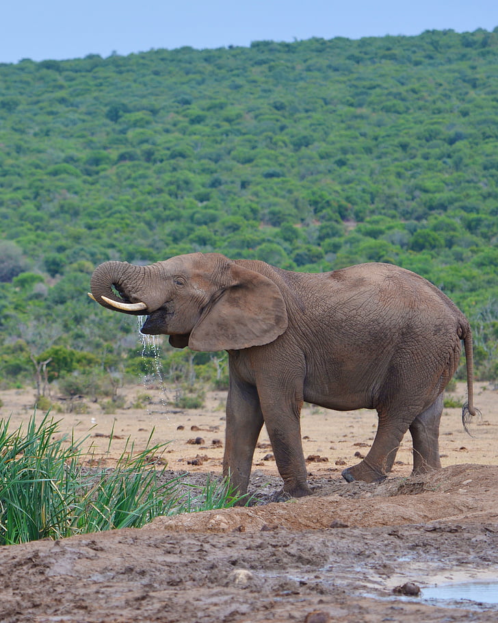 elefant, Africa de Sud, colea national park