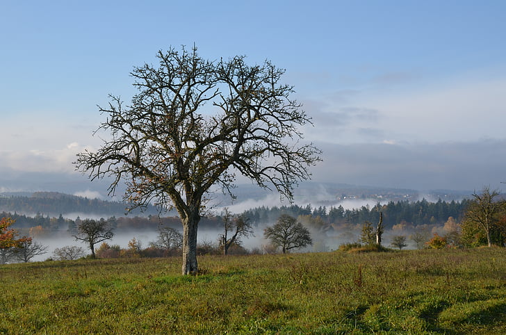 krajina, mlha, stromy