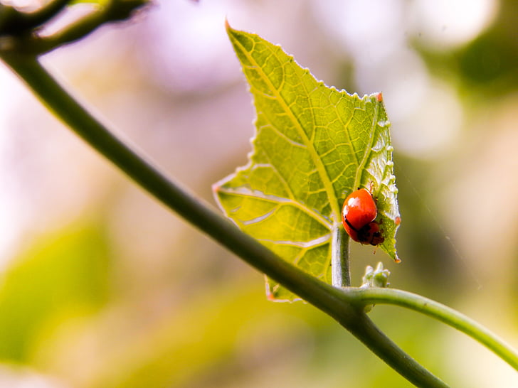 joaninha, inseto, natureza, Bug, verde