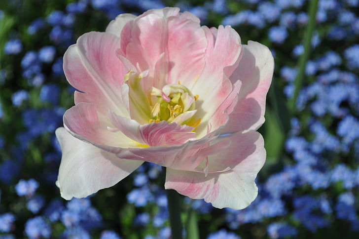 kukat, Blossom, Bloom, vaaleanpunainen, Tulip, tulpenbluete, Luonto