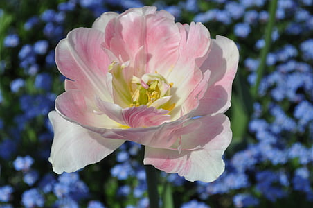 blommor, Blossom, Bloom, Rosa, Tulip, tulpenbluete, naturen