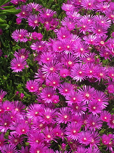 松葉botann, purple-червени, Грийн, Йокосука, mabori kaigan, защита на брега, цветя