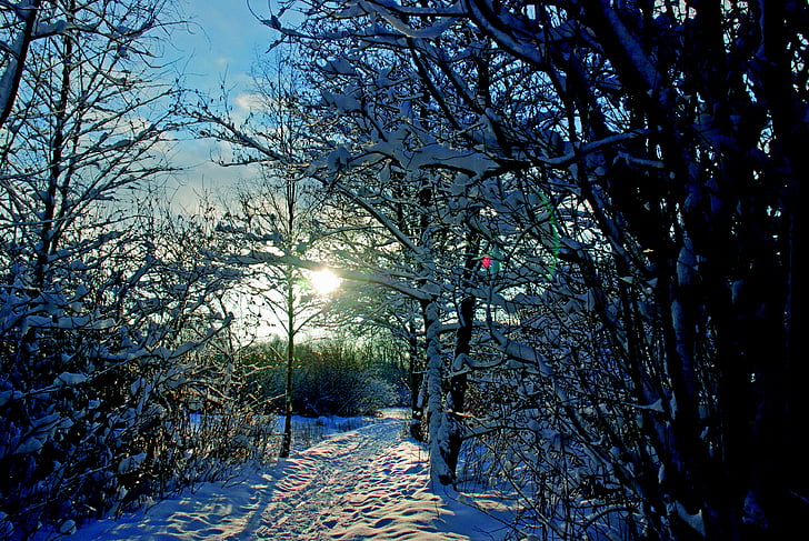sneg, dreves, pozimi, hladno, LED, nebo, bela