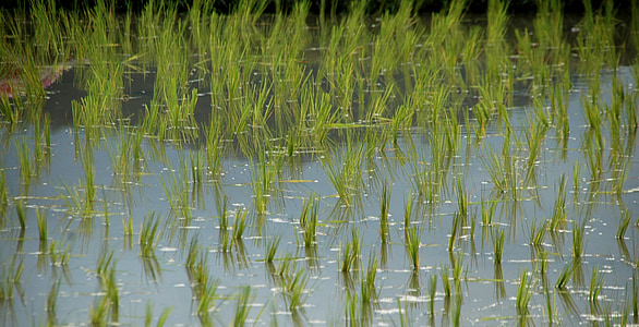 rice shoots, rice, rice field, thailand, asia
