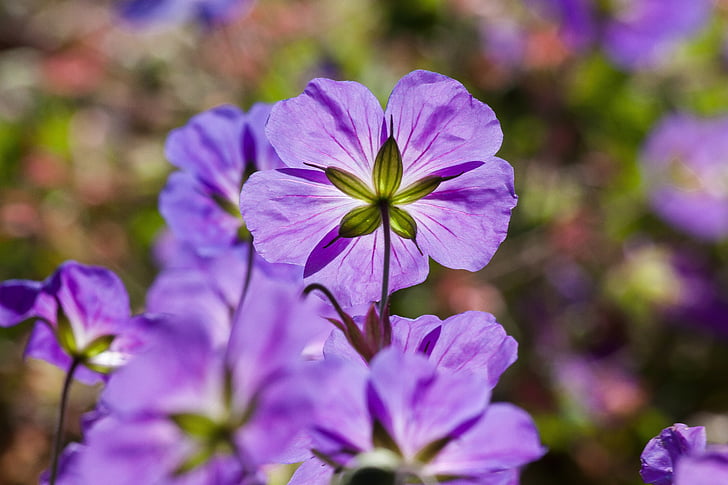 mappe-vintergækker, Galanthus plicatus, Violet, blomster, bud, blomst, plante