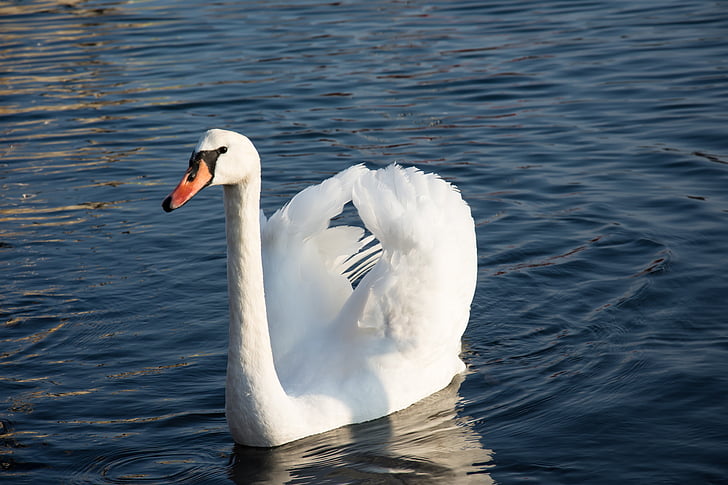 Swan, more, vody, vták, biela, modrá, jazero
