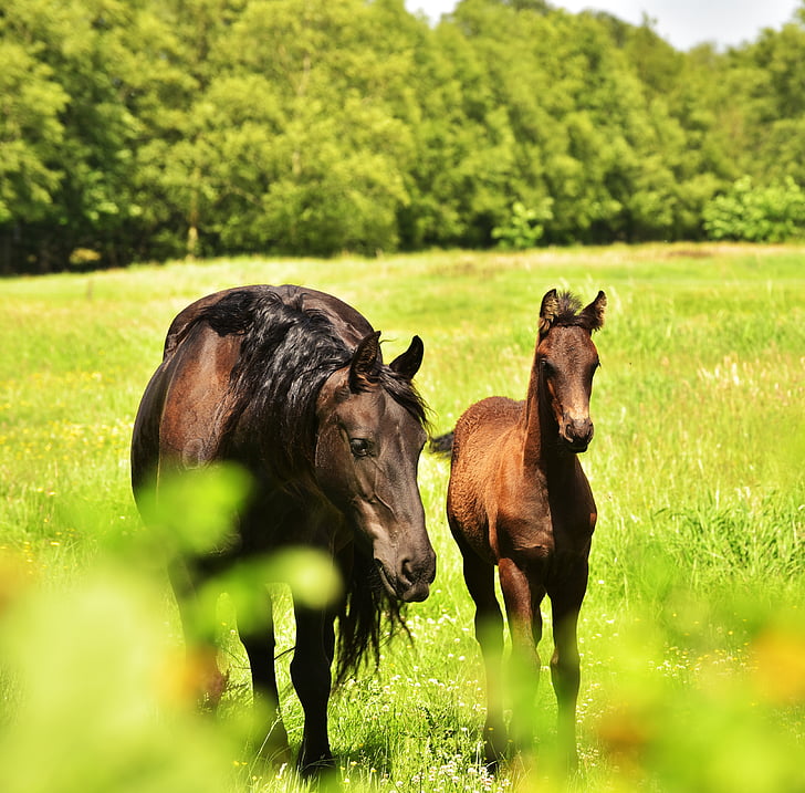 horse, mother, foal, paddock, summer, pasture, young animals