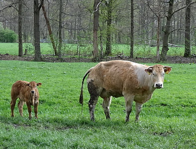 calf, little calf, meadow, animals, nature, animal, countryside