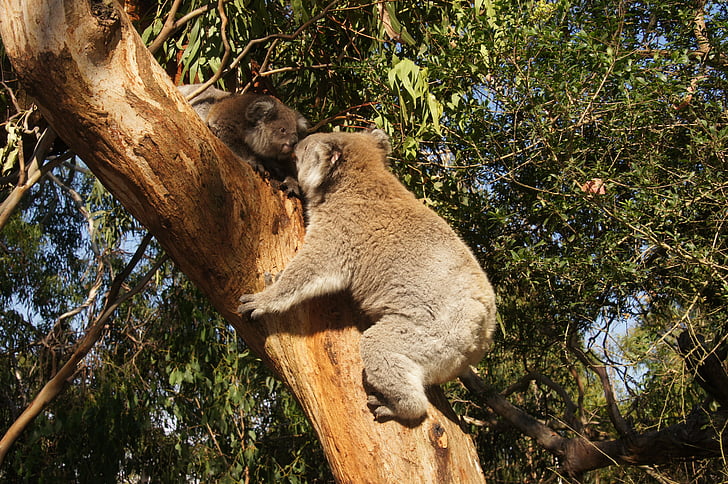 Image tag: koala, image quantity: 86 | tag | Hippopx