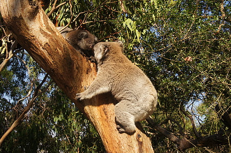 树袋熊, 澳大利亚, 考拉熊, 懒, 休息, 动物, 自然保育
