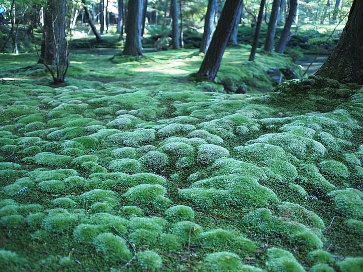 Moss, Forest, Lesné huby, Kyoto, Príroda, stromy, strom