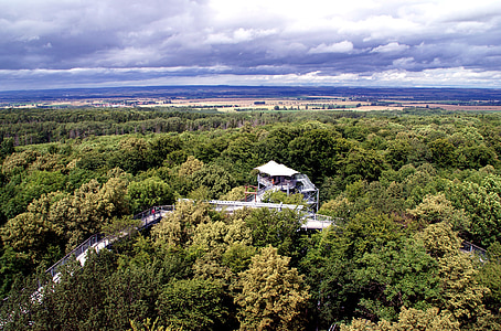 medžių viršūnės kelias, Tiuringija Vokietija, medžių viršūnės, medžiai, miško, stebėjimo bokštas, platforma
