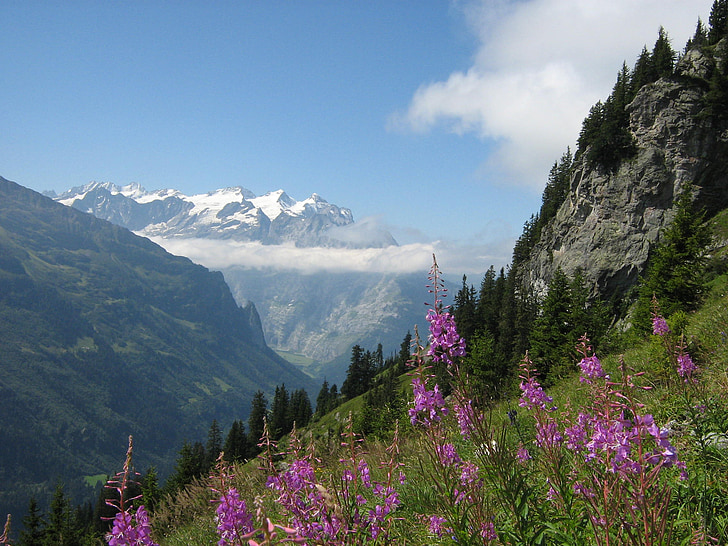 Alpen, Schweiz, Berge, Weidenröschen, Schnee, Felsen, Natur