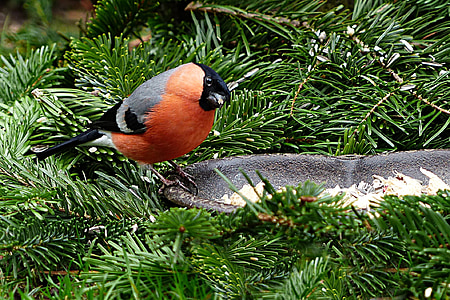 bullfinch, bird, animal, males, pyrrhula, foraging, winter