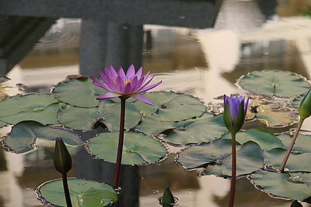 Lili air, bunga, tanaman, ungu, lily air, Kolam, alam