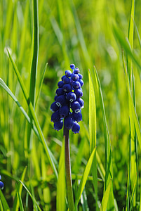 meadow, flower, blue, grass, sun, spring, plants