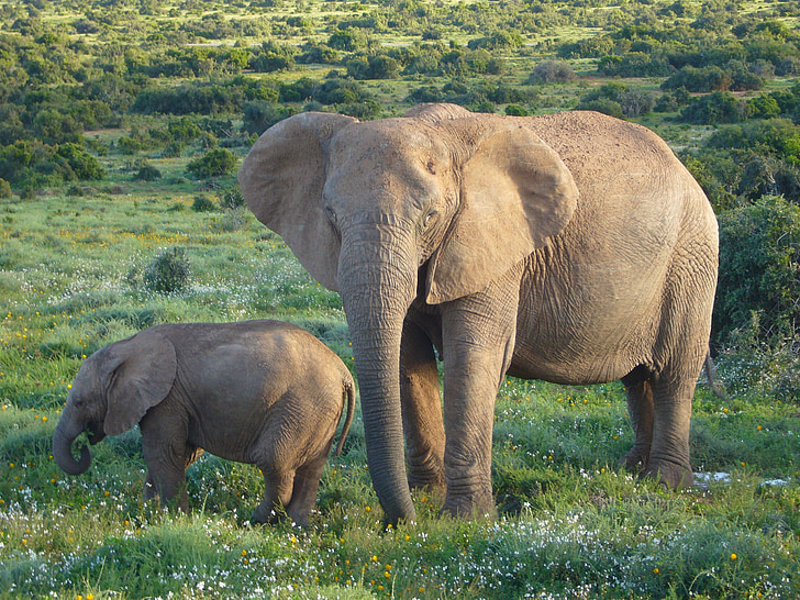 elefantes africanos, Bush, flora y fauna, salvaje, África, mamíferos, grandes