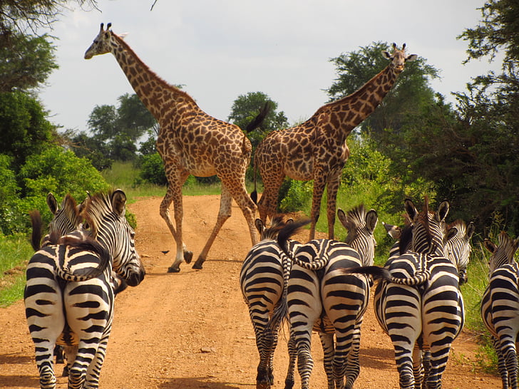 зебрите, Танзания, Микуми, националните, парк, животните, диви
