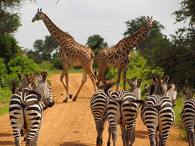 zebras, tanzania, mikumi, national, park, animal, wild