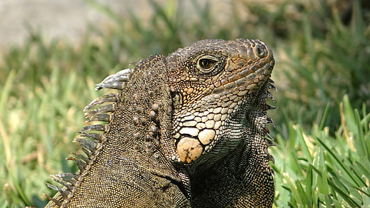 iguana, erbivor şopârle, reptilă, animale, soparla, verde, iguana iguana