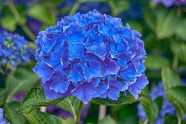 hortensia, blomma, Flora, blå, naturen, sommar, trädgård