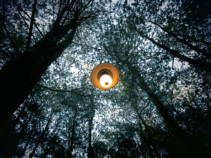 trees, nature, forest, lamp, light, electricity, outdoors