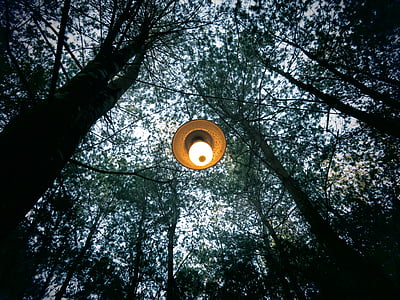 puut, Luonto, Metsä, lamppu, valo, sähkön, ulkona