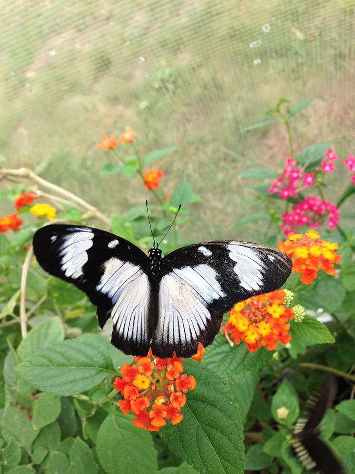 цвят, пеперуда, природата, крило, лети, бяло, Черно