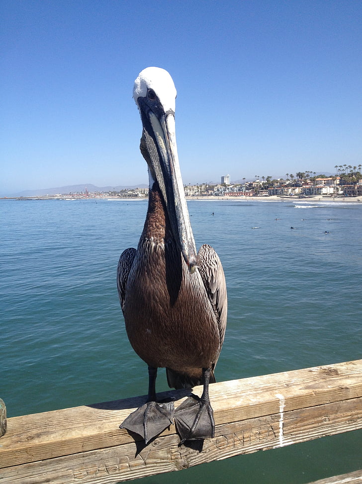 pelican, bird, nature, wildlife, animal, beak, pelecanus