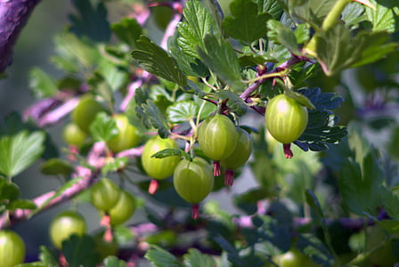 gooseberry, fruit, lean, green, garden, sad, nature