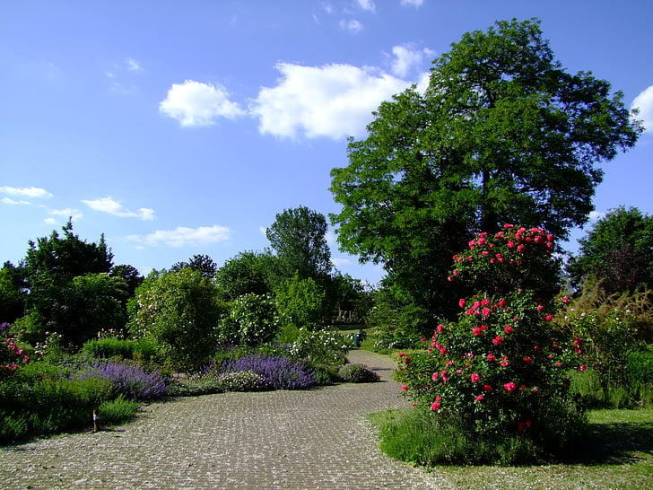 Botanisk have, Düsseldorf, haven, forår, Rosenbaum, træer, væk