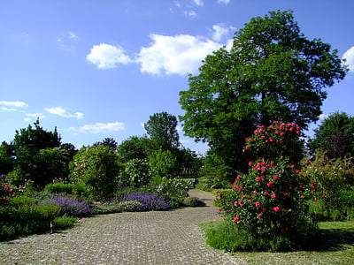 botanische tuin, Düsseldorf, Tuin, lente, Rosenbaum, bomen, weg