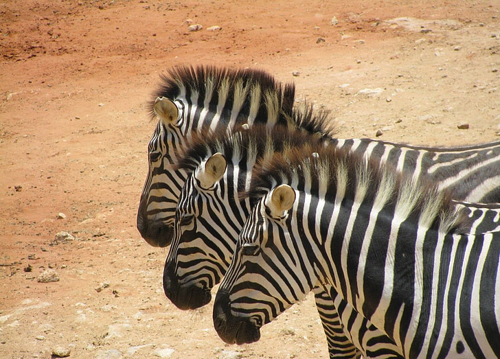 Zebras, Safari, Afrika, Tiere, Streifen, drei
