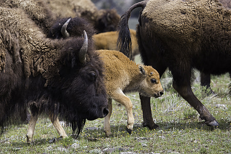 Buffalo, bison, amerikansk, väst, ikonen, brun, päls