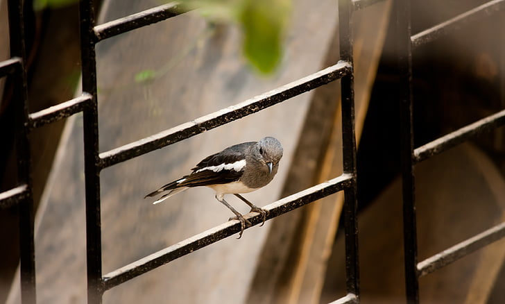bird, small, fence, iron, animal, nature, wildlife