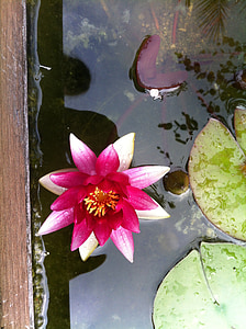 Vodní lilie, stulík žlutý, rybník, zahrada