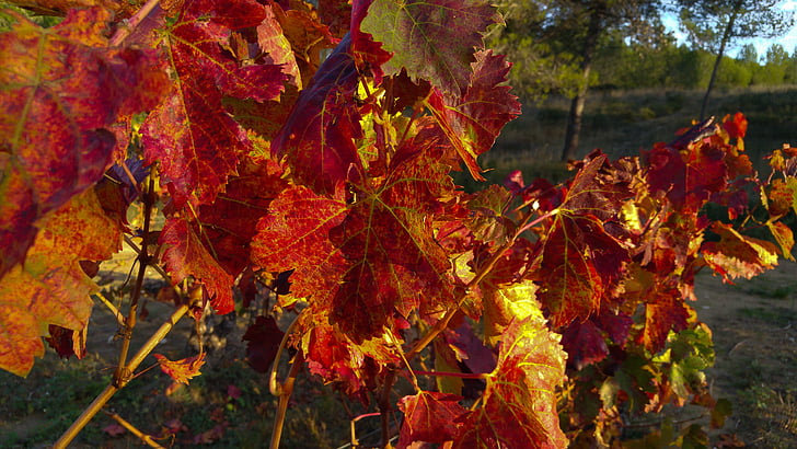 Val, wijnstok, wijngaard, wijnbladeren, herfst, blad, natuur