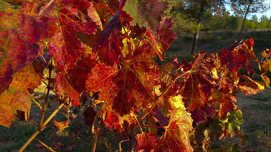 syksyllä, viiniköynnöksen, Vineyard, viiniköynnöksen lehdet, Syksy, lehti, Luonto